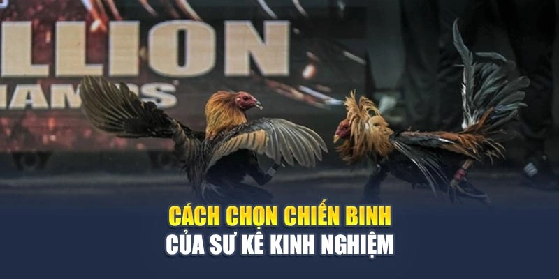 Cách chọn chiến binh của sư kê kinh nghiệm